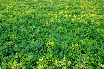 Arachis is a genus of about 70 species of annual and perennial flowering plants in the family, native to South America, and was recently assigned to the informal monophyletic Pterocarpus clade of the 