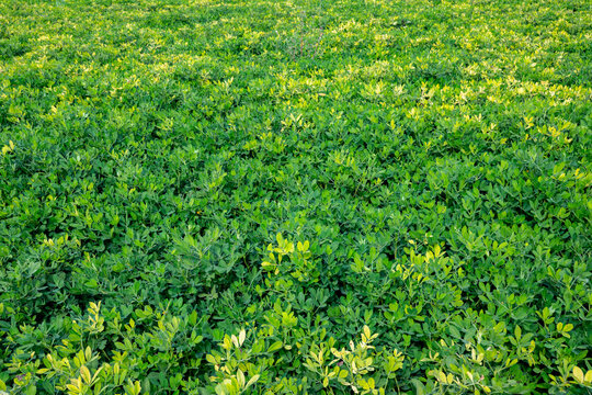 Arachis is a genus of about 70 species of annual and perennial flowering plants in the family, native to South America, and was recently assigned to the informal monophyletic Pterocarpus clade of the 