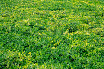 Arachis is a genus of about 70 species of annual and perennial flowering plants in the family, native to South America, and was recently assigned to the informal monophyletic Pterocarpus clade of the 