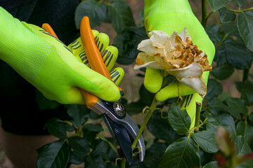  Pruning roses with garden shears. Rose care. Floriculture.
A gardener trims the tops of roses after the flowers have faded.