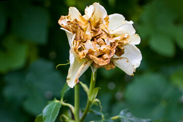 A withered white rose in the garden. Wilted flowers. A withered rose with faded petals that have...