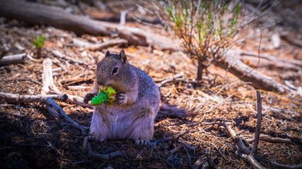 close up of a squirrel in joshua tree national park, usa