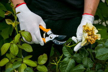  Pruning roses with garden shears. Rose care. Floriculture.
A gardener trims the tops of roses after the flowers have faded.