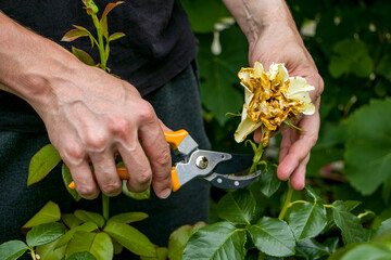  Pruning roses with garden shears. Rose care. Floriculture.
A gardener trims the tops of roses...