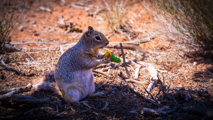close up of a squirrel in joshua tree national park, usa