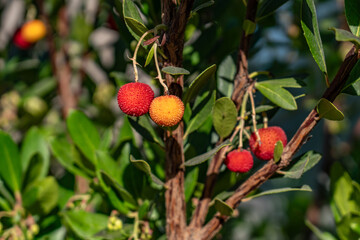 Obraz premium Arbutus unedo, strawberry tree, madrone, is an evergreen shrub or small tree in the family Ericaceae. Malibu is a beach city in the Santa Monica Mountains region of Los Angeles County, California.