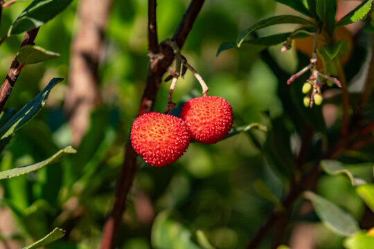 Arbutus unedo, strawberry tree, madrone, is an evergreen shrub or small tree in the family Ericaceae.  Malibu is a beach city in the Santa Monica Mountains region of Los Angeles County, California.