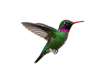 Fototapeta premium Isolated Rufous hummingbird in flight, with wings outstretched, bright green feathers showing