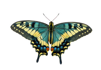Isolated colorful Eastern tiger swallowtail butterfly with large wings on display, studio shot