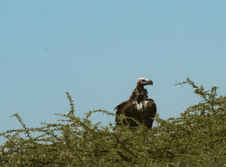 Vulture perched on top of a thorny acacia tree under a clear blue sky in the Serengeti, Tanzania.