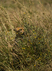 Cheetah camouflaged among tall grass and yellow flowers in the Serengeti, Tanzania.
