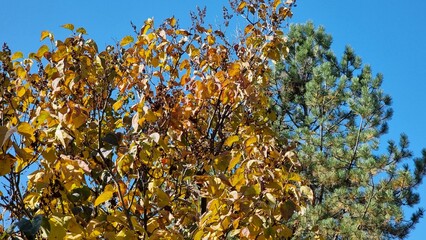 Autumn tree in the garden. Lilac and larch.