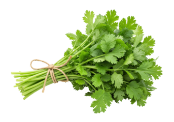Isolated fresh cilantro bunch with stems tied with twine, perfect for cooking and garnish