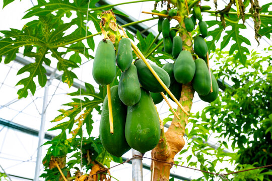 The papaya, papaw, or pawpaw is the plant species Carica papaya, one of the 21 accepted species in the genus Carica of the family Caricaceae. Papaya is also the name of its fruit. 