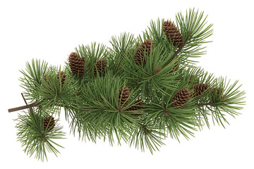 Evergreen branch displays lush green needles and several brown pine cones, showcasing natural beauty.