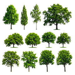 Fototapeta premium Collection of diverse green trees, isolated on a black background, various shapes