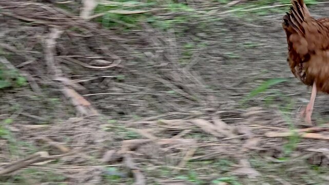 한국,동물,닭,토종닭,야생닭,Korea, animals, chicken, native chicken, wild chicken