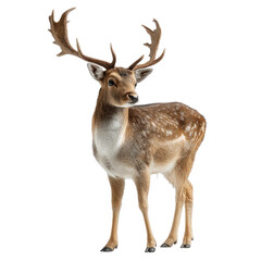 Obraz premium A majestic fallow deer buck with large, distinctive palmated antlers and a spotted brown coat stands alertly. Isolated on a transparent background. background removed