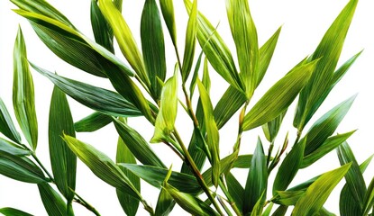 Lush green bamboo leaves against white background