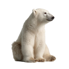 Fototapeta premium A charming young polar bear with thick white fur sits calmly, looking to the right, against a plain transparent background. background removed