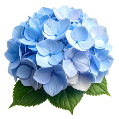 Close-up of a vibrant blue hydrangea flower with green leaves, set against a black background