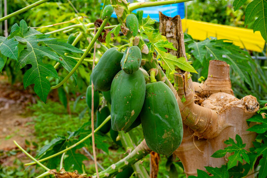 The papaya, papaw, or pawpaw is the plant species Carica papaya, one of the 21 accepted species in the genus Carica of the family Caricaceae. Papaya is also the name of its fruit. 