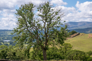 Obraz premium Impressive lonely tree during spring near Windermere in the Lake District, Cumbria, England