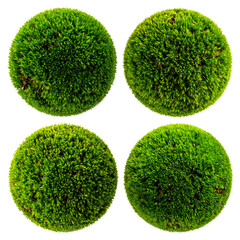 Four circular, vibrant green mossy spheres on a black background, closely arranged
