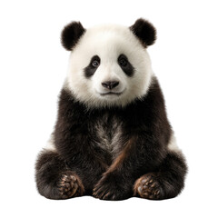 Fototapeta premium A captivating frontal shot of a fluffy giant panda sitting calmly, showcasing its iconic black and white fur on a solid transparent background. background removed