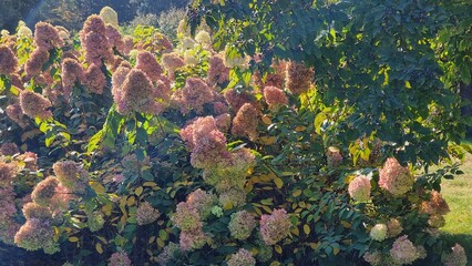 Autumn landscape with colorful flowers. Hydrangea paniculata.