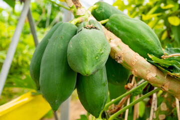 The papaya, papaw, or pawpaw is the plant species Carica papaya, one of the 21 accepted species in...