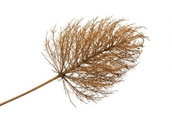 Obraz premium Dried Brown Plant Branch Intricate Detail White Background