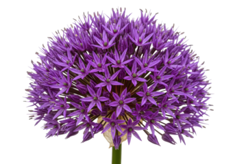 Isolated Allium flower head with many purple florets and long green stem, spherical shape