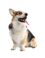Cute Welsh Corgi on white background. Adorable pet