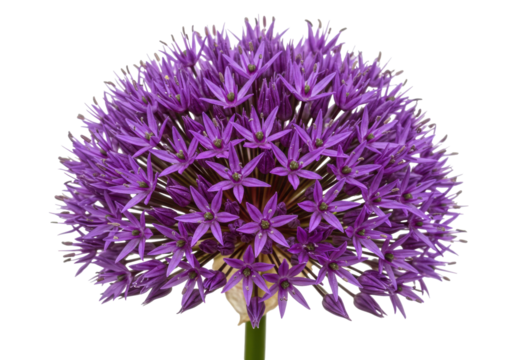 Isolated Allium flower head with many purple florets and long green stem, spherical shape
