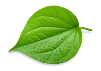 Obraz premium Fresh Betel Leaf Isolated White Background Natural Green Foliage