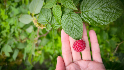 Fresh Raspberries in a Palm Among Green Leaves