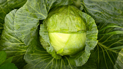 Green cabbage in the garden after rain