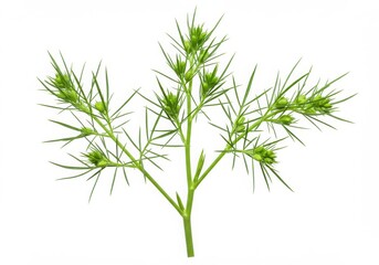 Obraz premium Fresh Green Dill Sprig with Buds on Plain White Background