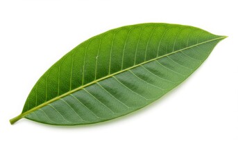 Obraz premium Fresh Green Mango Leaf Isolated on White Background Studio