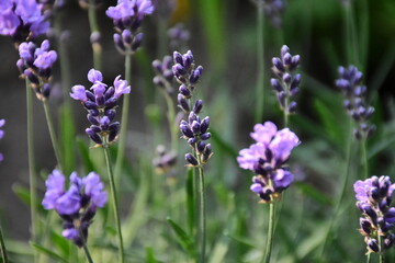 Obraz premium Lavender Blossoms in a Peaceful Garden 