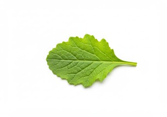 Fototapeta premium Fresh Mint Leaf Isolated White Background Aromatic Herb