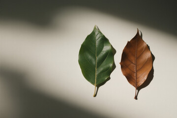 Green and Brown Leaf Contrast on White Background – Symbol of Life, Change, and Seasons, Minimalist Nature Still Life with Soft Shadows