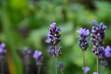 Obraz premium Lavender Blossoms in a Peaceful Garden 
