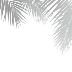 Fototapeta premium Silvery fir branches against a black backdrop, creating a festive, minimalist design