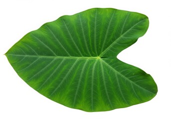 Obraz premium Large Green Taro Leaf Isolated White Background