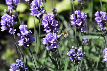 Lavender Blossoms in a Peaceful Garden
