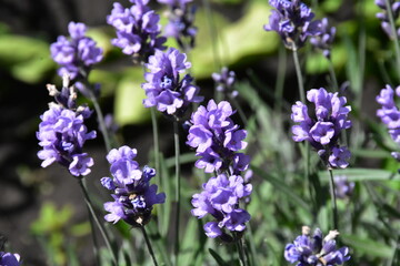Fototapeta premium Lavender Blossoms in a Peaceful Garden 