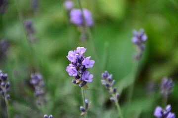 Obraz premium Lavender Blossoms in a Peaceful Garden 
