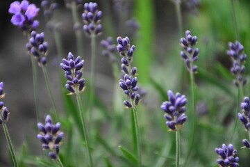Lavender Blossoms in a Peaceful Garden
